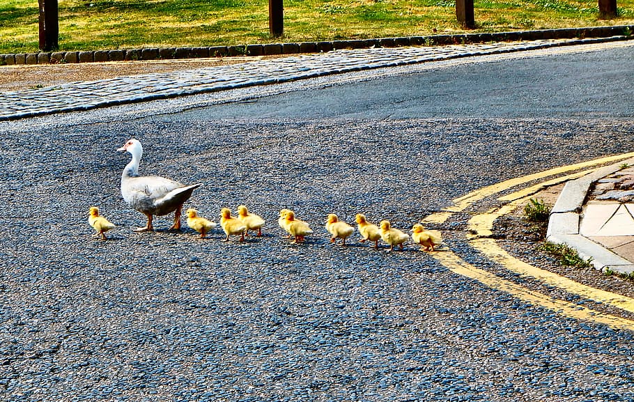 Ducks Ducklings Walking Nature